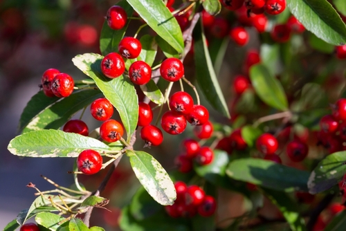 Common Wild Red Berries of Texas - Growers Gathering
