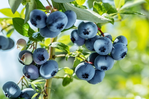minnesota wild blueberries