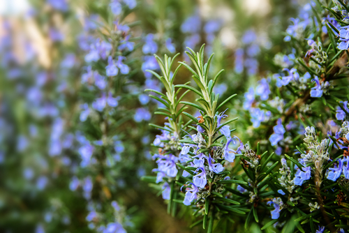 why your rosemary isn't growing