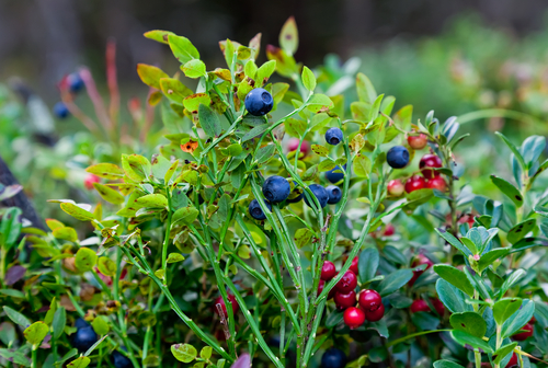 wild berries in minnesota
